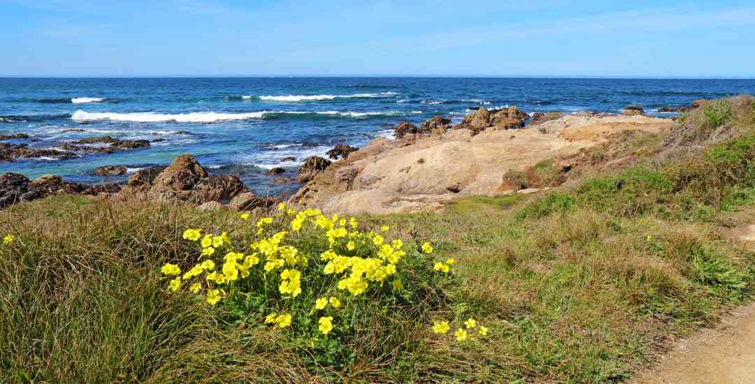 Asilomar State Beach