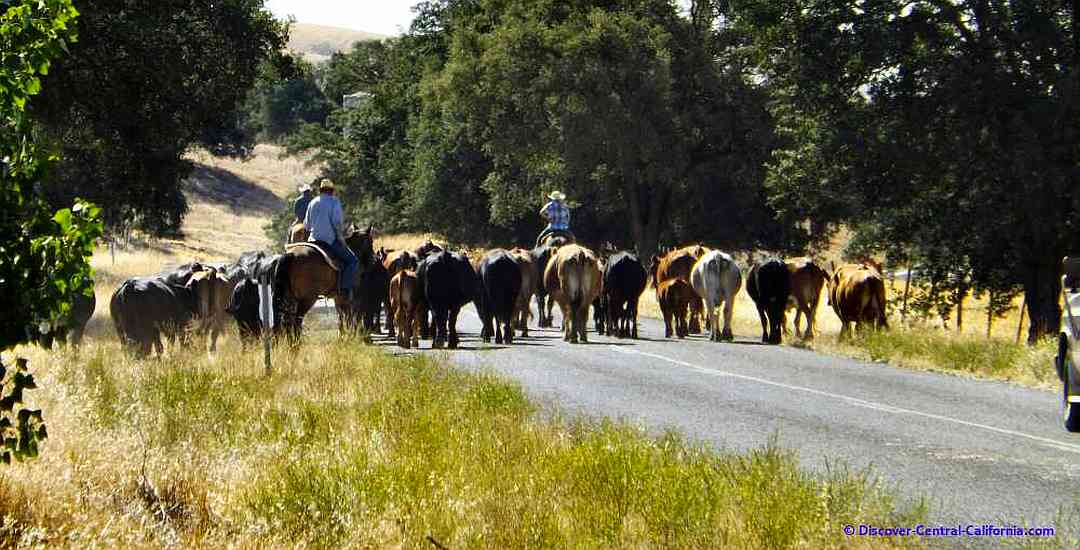 Cattle drive