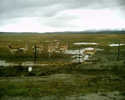 A group of antelope standing in a muddy area.