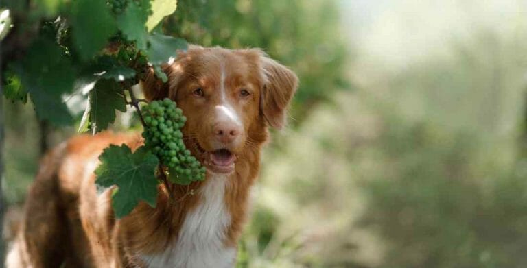 California Dog Friendly Wineries – Where Fido can come along for the tasting
