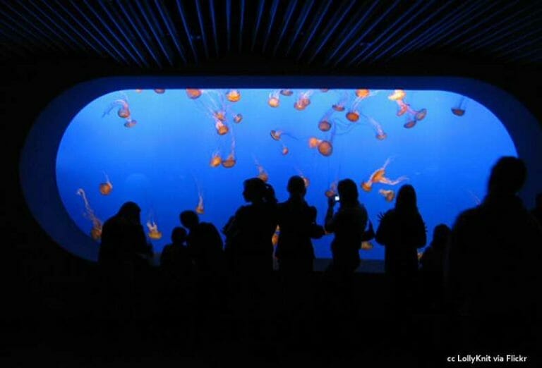 People looking at jellyfish in a tank.