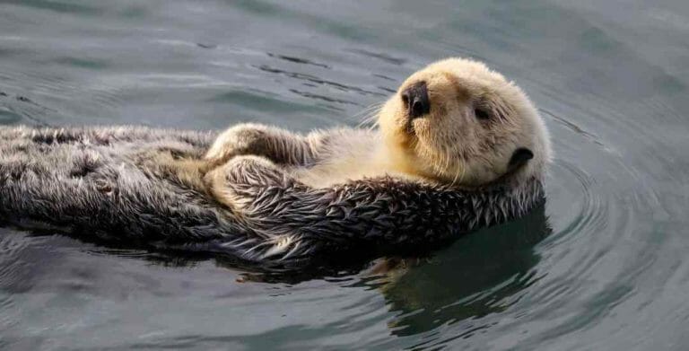 Sea Otter