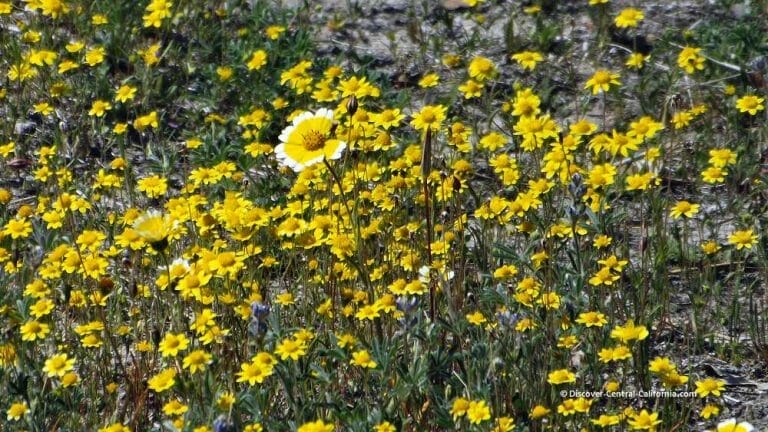 A field of yellow flowers.