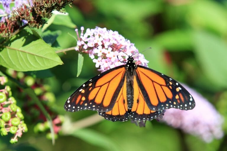Monarch Butterfly – Places on the Central Coast to see them in their winter home