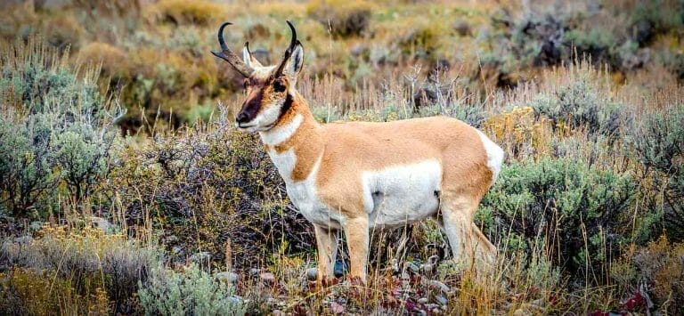California Pronghorn Antelope – A denizen of the open plains of Central California