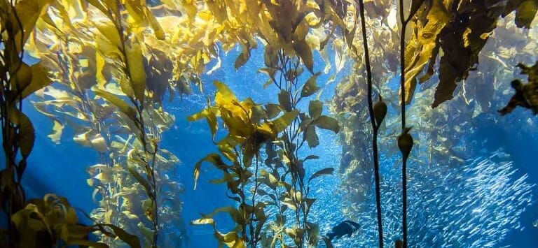 Kelp Forest Exhibit at the Monterey Bay Aquarium