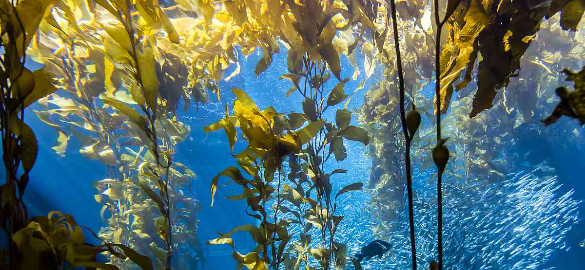Monterey Aquarium kelp forest exhibit