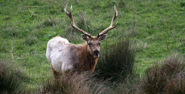 Tule Elk – Central California’s native elk species