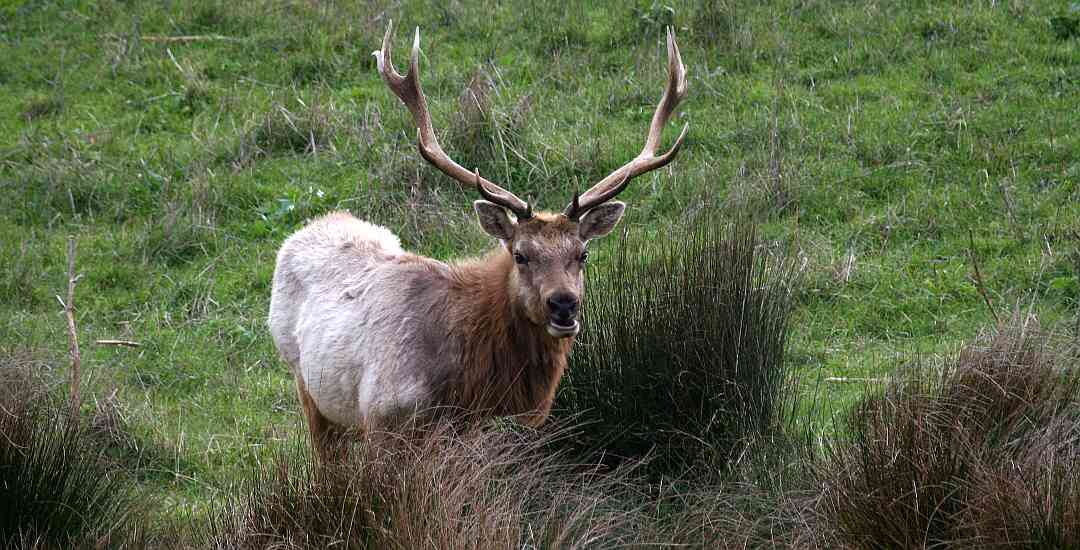 Tule Elk