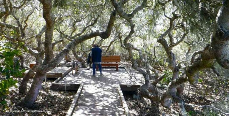 The boardwalk at Elfin Forest