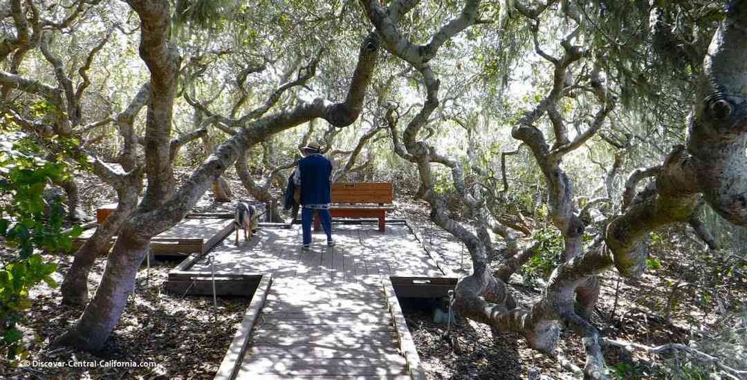 The boardwalk at Elfin Forest