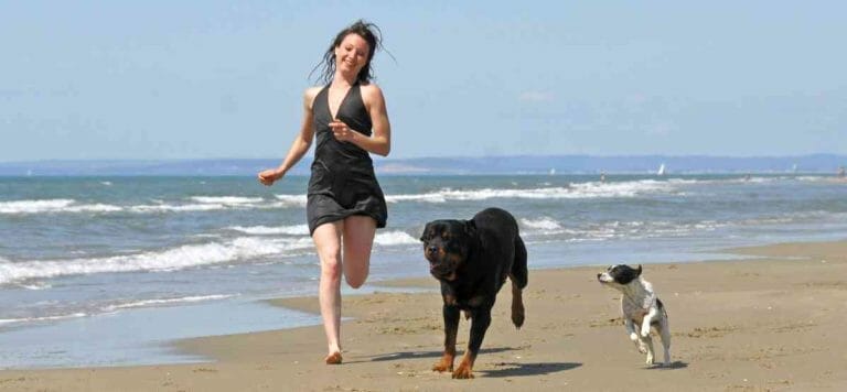 Dog Friendly Beaches In Central California