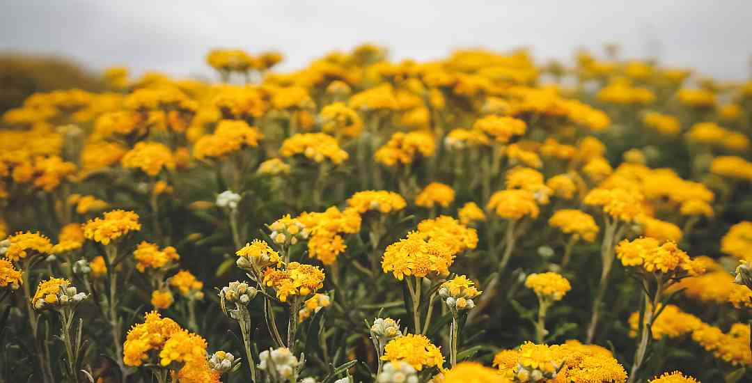 A field of yellow flowers on a cloudy day.