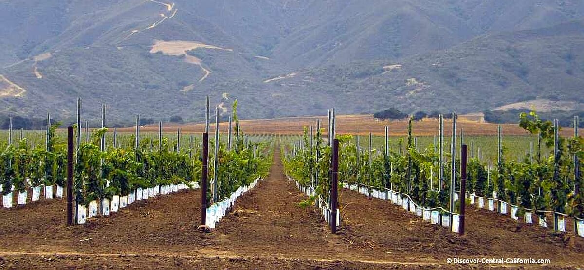 Grape vines growing along the River Road Wine Trail