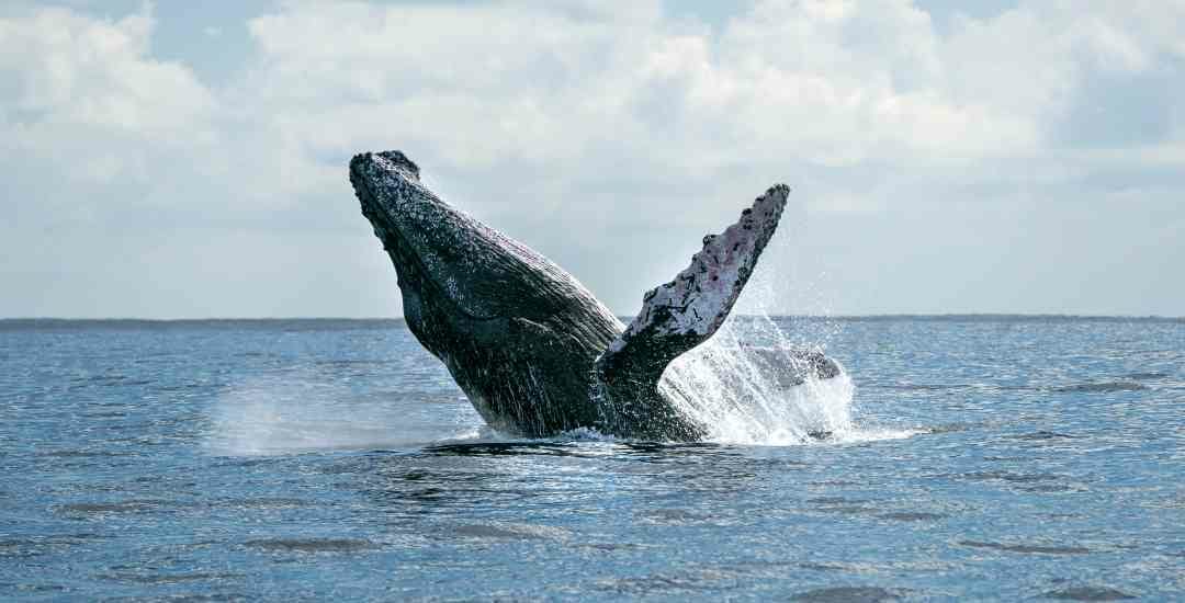 Whale breaching