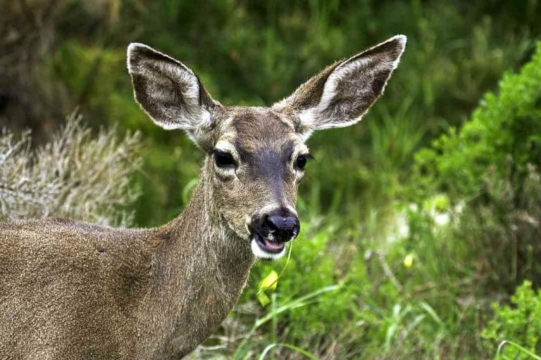 California Mule Deer
