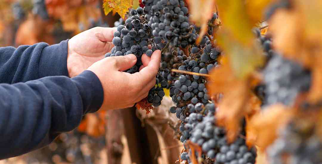 Inspecting wine grapes for harvest