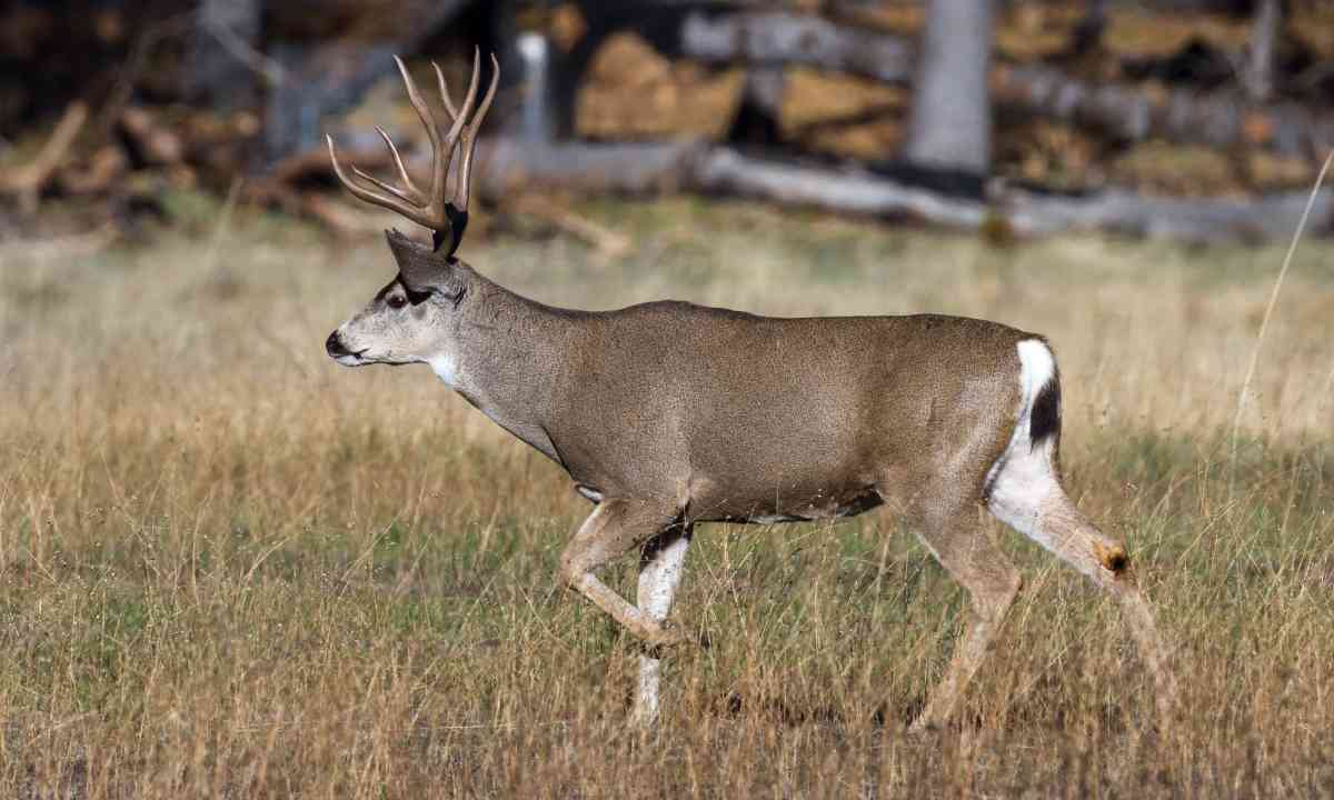 Mule Deer Buck In Yosemite