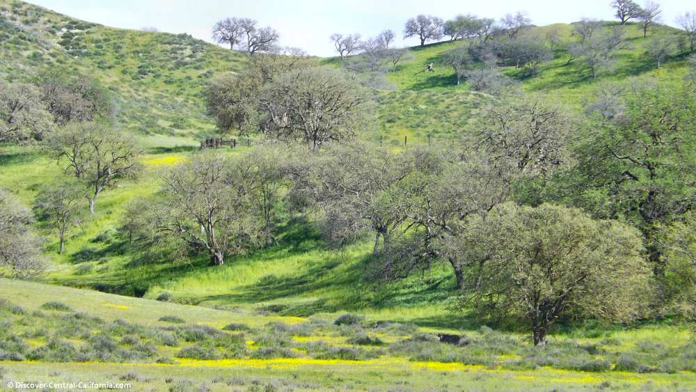 Bitterwater Road near Highway 46