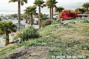 Camping at Jalama Beach Camping at Jalama Beach