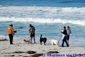 Carmel beach and dogs