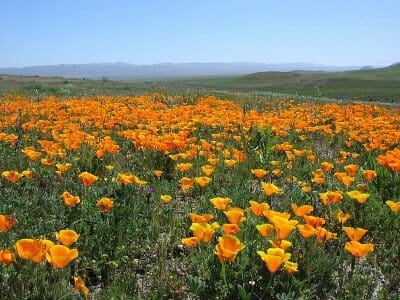 Golden poppies at the Carrizo National Monument