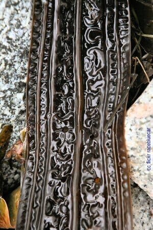 Patterns on a kelp leaf - Garrapata Beach Patterns on a kelp leaf - Garrapata Beach