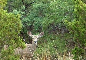A mule deer lurking in the brush waiting for you to drive by