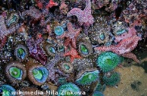 Some of the critters found in California tidepools