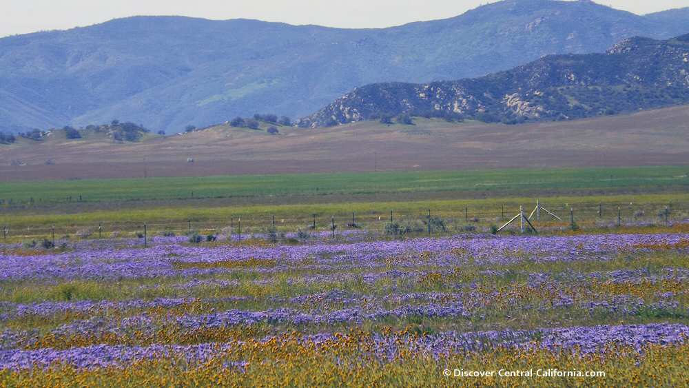 Purple wildflowers in the Carrizo Plain NM