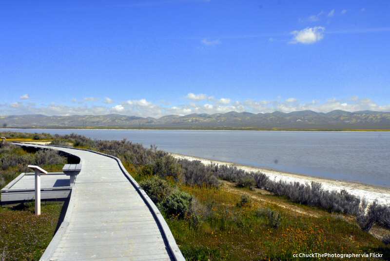 Springtime view of the boardwalk on the edge of Soda Lake, Carrizo Plains