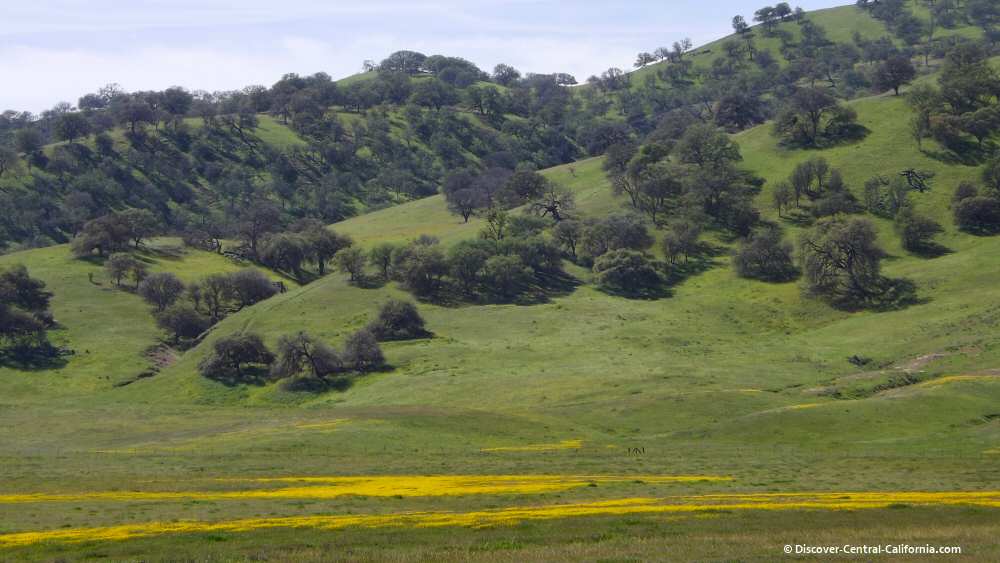 Goldfields in the Cholame Valley