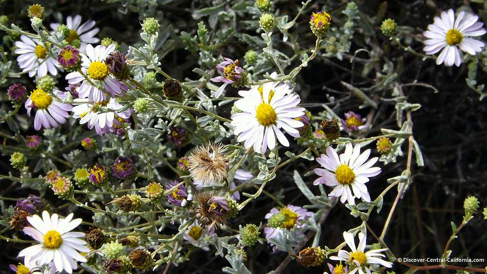 Cloisters Park wildflower variety