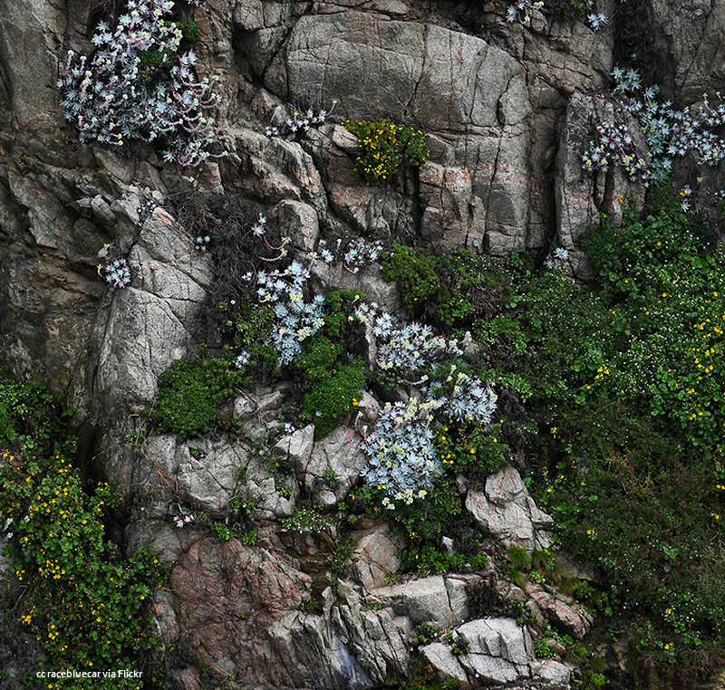 Wildflowers on a rockface at Garrapata State Beach