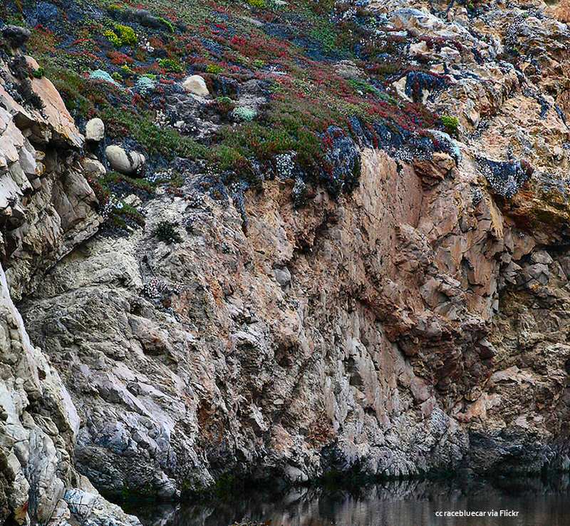 Garrapata State Park - wildflowers above a tidepool