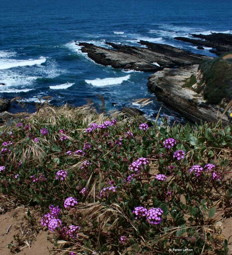 Purple flowers along the bluff at Montana de Oro SP Purple flowers along the bluff at Montana de Oro SP