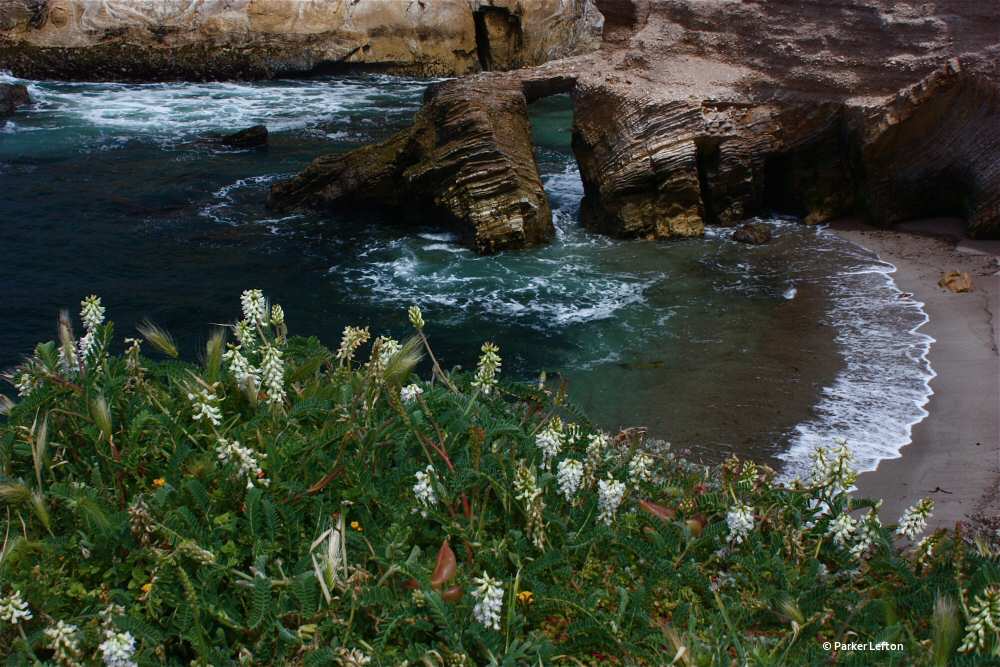 White flowers on the bluff at Montana de Oro