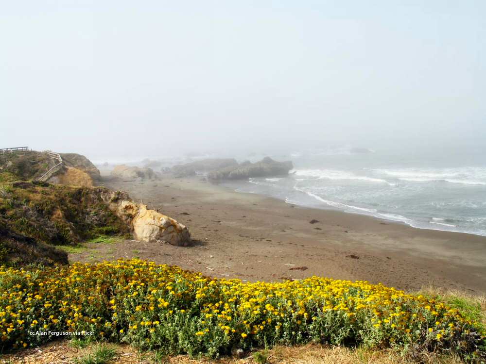 Yarrow at Moonstone Beach, Cambria Yarrow at Moonstone Beach, Cambria