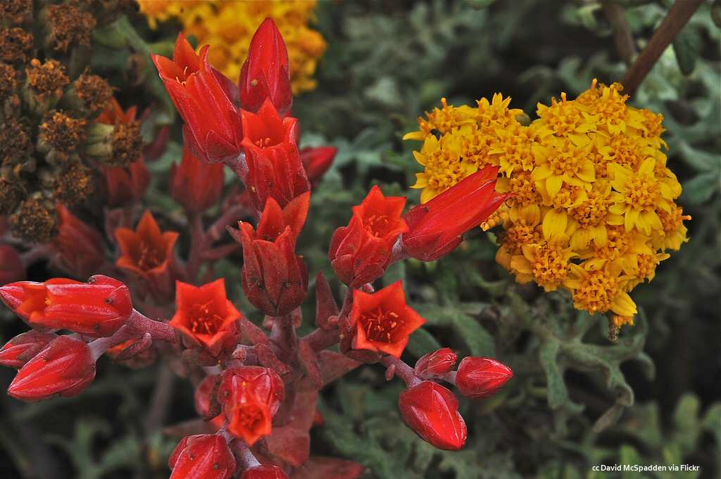 Stunning red and yellow flowers at Moonstone Beach Stunning red and yellow flowers at Moonstone Beach