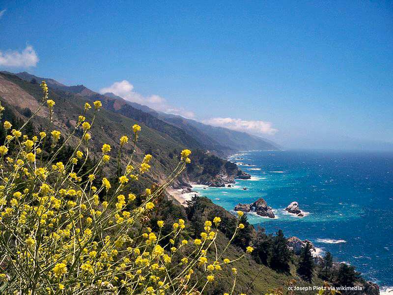 Mustard on a hillside on the Big Sur coast Mustard on a hillside on the Big Sur coast