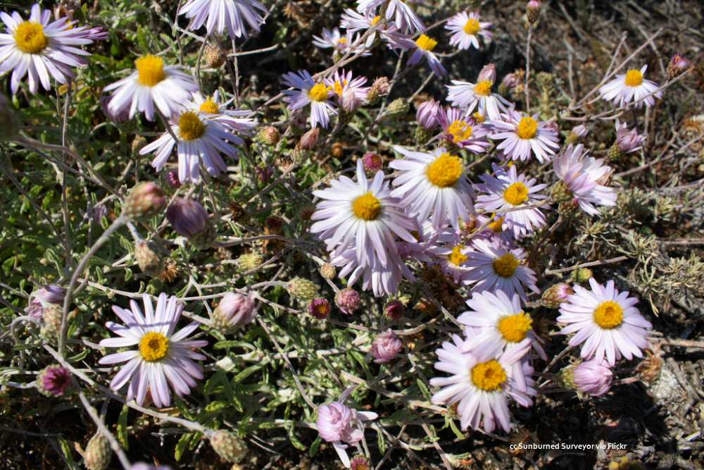 Closeup of daisies at Point Lobos