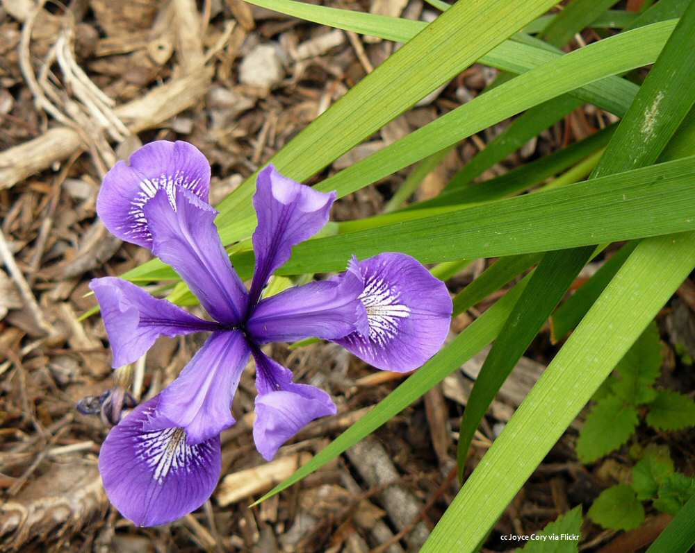 Wild Iris at Montana de Oro Wild Iris at Montana de Oro