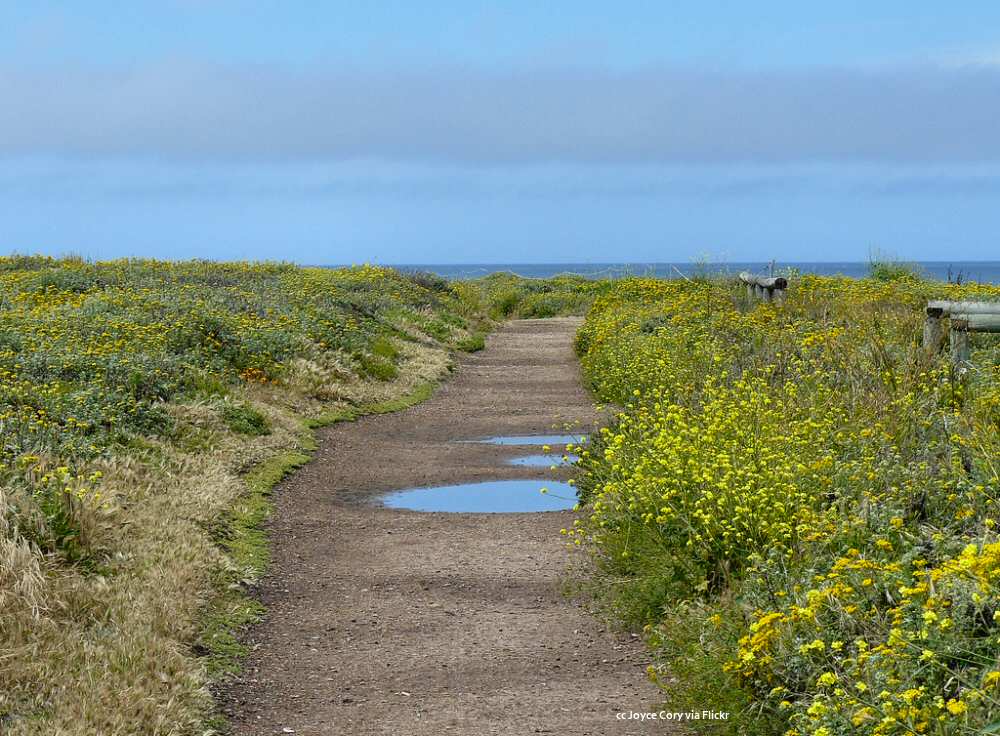 Yarrow and mustard, Bluff trail Montana de Oro SP