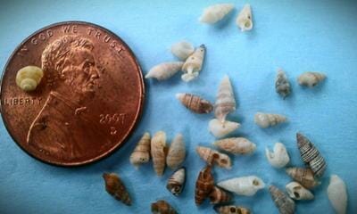 Miniature seashells or micromollusks from Central California