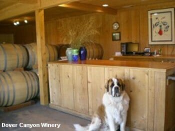 Thunder - the Dover Canyon Winery dog