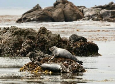 Harbor seals at Estero Bluffs Harbor seals at Estero Bluffs
