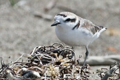 Snowy plover at Estero State Park Snowy plover at Estero State Park