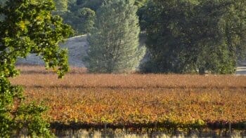 Central California fall color - Vineyards