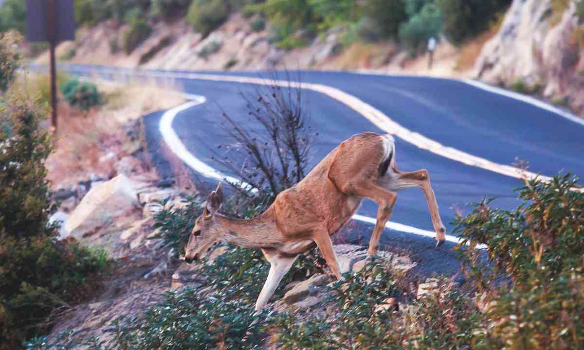 Female Mule Deer Crossing Road