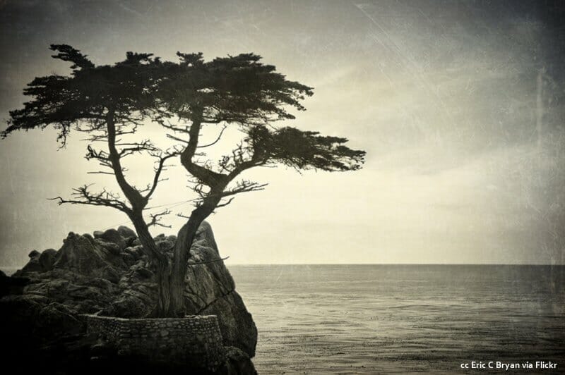 The lone cypress in black and white